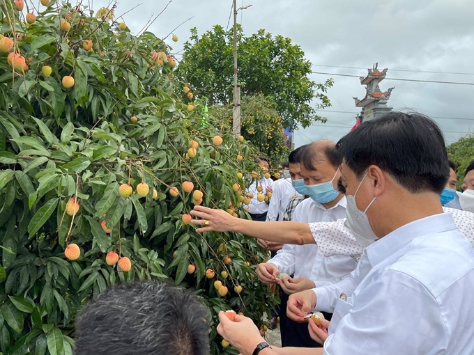Lô vải thiều đầu tiên đã đến thị trường Nhật Bản
