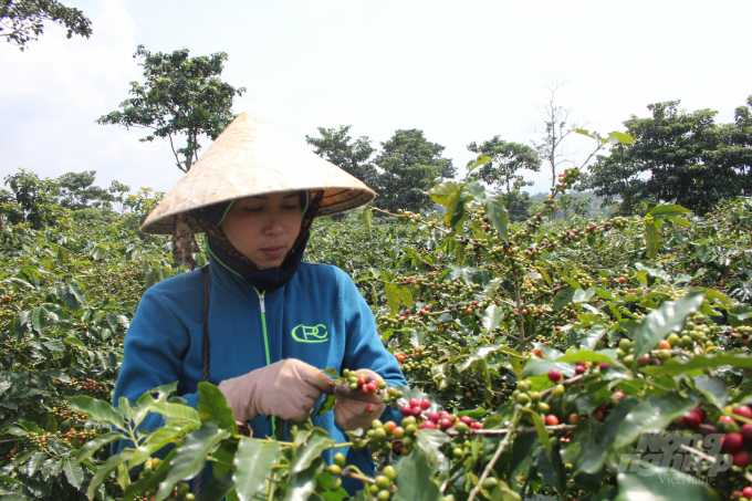 Cà phê Arabica Khe Sanh đạt giải Nhất cuộc thi Cà phê đặc sản Việt Nam