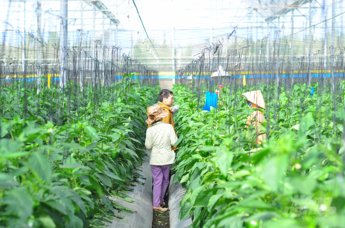 Hướng tới đi đầu cả nước về nông nghiệp hữu cơ