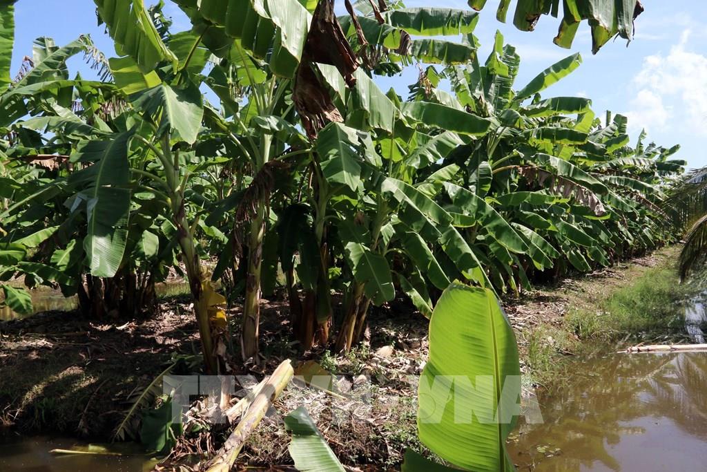 Cà Mau quy hoạch vùng trồng chuối VietGAP
