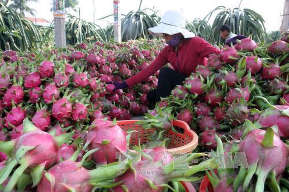 Hàng Việt làm sao để chinh phục thị trường Bắc Âu?
