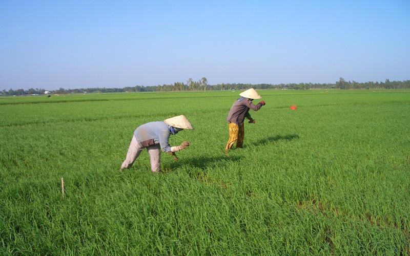 Nút thắt cổ chai ở khâu sơ chế làm giảm giá trị hạt gạo