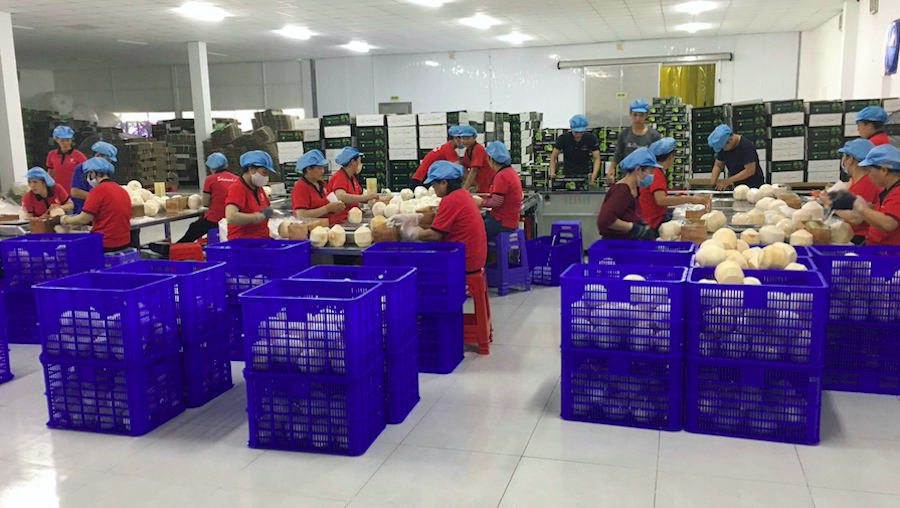 Trái cây Việt vẫn ‘trở tay’ không kịp trước yêu cầu mới