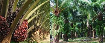 Indonesia dỡ bỏ lệnh cấm xuất khẩu dầu cọ để ‘cứu’ thị trường toàn cầu