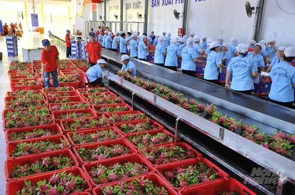 Tỷ lệ lấy mẫu kiểm tra thanh long của EU quá cao: Hiệp hội Rau quả “kêu cứu”