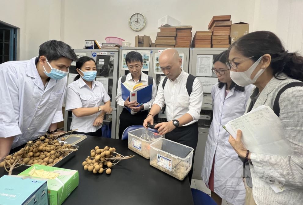Nhanh chóng hoàn tất thủ tục xuất khẩu quả nhãn sang Nhật Bản