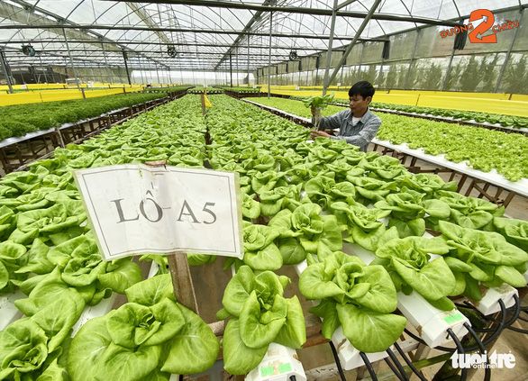 Rau sạch: bán không ai mua, mua không ai bán