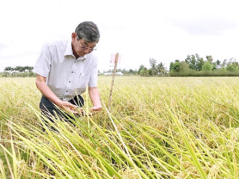 Văn phòng Nội các Nhật Bản đưa gạo ST25 Việt Nam vào thực đơn “bữa trưa đặc biệt”