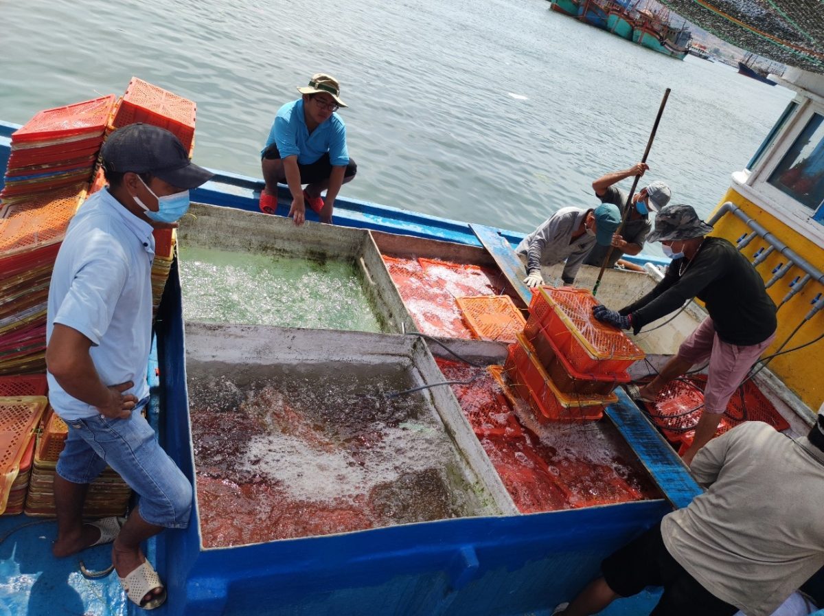 Thêm hợp đồng ‘khủng’ xuất khẩu tôm hùm sang Hồng Kông