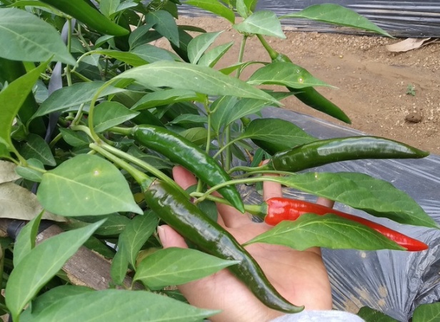 Bất ngờ khi Việt Nam nhập ớt Trung Quốc, tồn dư hóa chất diệt côn trùng