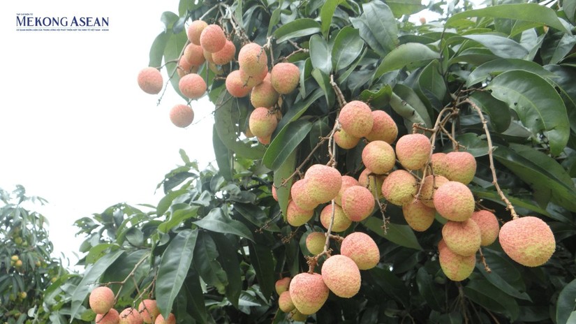 Cơ sở chiếu xạ Hà Nội được công nhận có thể rút ngắn đường đi của trái vải sang Mỹ