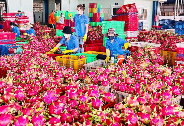 Nguyên nhân khiến thanh long Việt “đi lùi”?