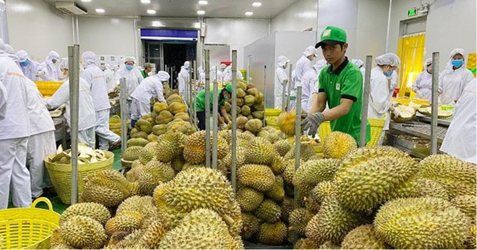 Cục Bảo vệ thực vật yêu cầu truy xuất các lô hàng sầu riêng xuất khẩu bị Trung Quốc cảnh báo