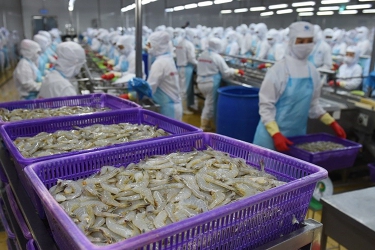 Chủ tịch Sao Ta: Chưa lúc nào ngành tôm gặp khó khăn như bây giờ
