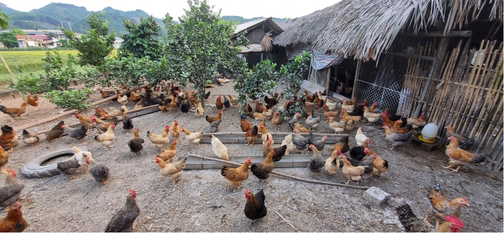 Chuyển đổi chăn nuôi truyền thống sang chăn nuôi hữu cơ theo tiêu chuẩn TCVN 11041